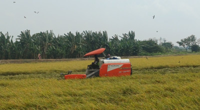 Petani Lamongan Full Senyum, Harga Gabah Tembus Rp 8.400 per Kilogram