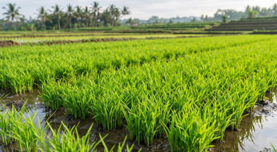 Cegah Serangan Hama dan Gagal Panen, Karantina Jatim Sosialisasi Aturan Lalu Lintas Benih