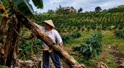 Siasat Perempuan Muara Enim Menjaga Hutan Adat Lewat Olahan Pisang
