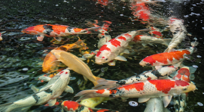 Kemarau Bikin Air Kolam Cepat Rusak, Peternak Ikan Kediri Diimbau Waspadai Amonia