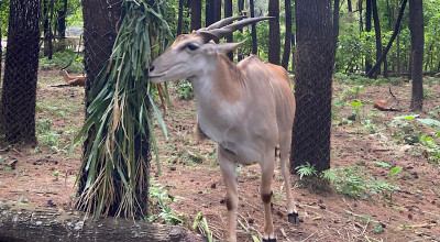 Prakiraan Cuaca Wisata Jatim Hari Ini: KBS, Taman Safari Prigen hingga Gunung Ijen