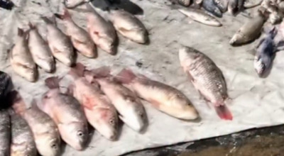 Warga Diminta Tak Mengkonsusmsi Ikan Mabuk di Sungai Jagir