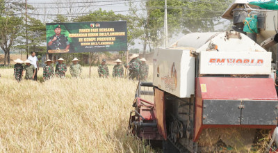 Kodim Lamongan Panen Raya Padi Varietas PMJ 02, Jadi Contoh Pertanian Lokal
