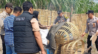Polsek Kandat Gerebek Lokasi Sabung Ayam di Desa Ringinsari, Diduga Bocor