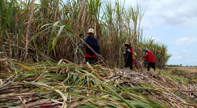 Musim Kemarau, Harga Tebu di Tulungagung Mengalami Kenaikan