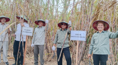 Panen Perdana Tebu Program Bongkar Ratoon, Ini Harapan Plt Bupati Tulungagung