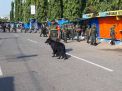 Anjing Pelacak Ikut Amankan Lebaran 2019 di Ponorogo