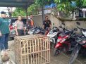 Polisi Gerebek Arena Judi Sabung Ayam di Probolinggo