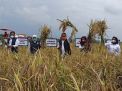 Peningkatan Produktivitas Gabah dan Beras di Ponorogo Tertinggi se Jatim