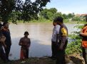 Beredar Foto Buaya Diduga di Sungai Brantas Kota Kediri