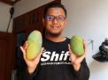 Melihat Hasil Persilangan Mangga Kiojay Thailand & Gadung di Ponorogo