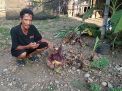 Bunga Bangkai Ditemukan Mekar di Kebun Warga Mojokerto