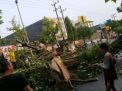 Hujan Es Disertai Angin Kencang Terjang Bojonegoro, Pohon Bertumbangan
