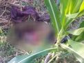 Diduga Hasil Aborsi, Mayat Janin Bayi Ditemukan di Ladang Jagung