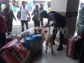 Barang Bawaan Penumpang di Pelabuhan Tanjung Perak Diperiksa K9