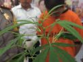 Cerita Penanaman Ganja yang Ditemukan Pertama Kali di Blitar