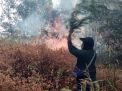10 Hektar Hutan di Gunung Penanjakan Bromo Terbakar