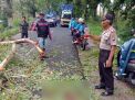 Seorang Guru Tewas Tertimpa Pohon di Banyuwangi