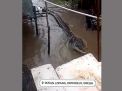 Viral Video Penampakan Buaya di Driyorejo Gresik, Kades: Itu Bohong