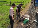 Tuntun Sepeda di Atas Rel, Kakek Ini Tewas Disambar Kereta Api