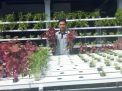 Inspiratif, Pelayar Bergaji Besar Banting Setir Jadi Petani Hidroponik