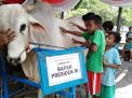 Sapi Kurban Sumbangan Presiden di Masjid Al Akbar Jadi Tontonan Warga