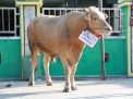 Berat Sapi Kurban Bupati Ponorogo Hampir Samai Sapi Presiden Jokowi