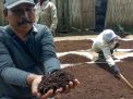 Memanfaatkan Kulit Kopi Menjadi Pupuk Organik