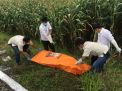 Seminggu Dilaporkan Menghilang, Rameli Ditemukan Tewas di Tepi Sawah
