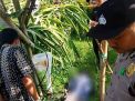 Cari Bekicot, Pria ini Tewas Tersetrum di Kebun Buah Naga