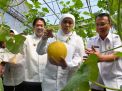 Gubernur Khofifah Ajak Petani Kembangkan Budidaya Melon Prima