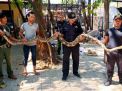 Ular Piton Sepanjang 5 Meter Gegerkan Warga Surabaya