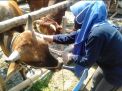 Jelang Idul Adha, Hewan Kurban di Kabupaten ini Terjangkit Penyakit