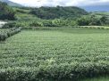 Susahnya Mencari Generasi Milenial Calon Petani di Taiwan