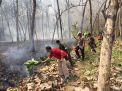 Tiga Hektare Lahan Hutan Jati di Blitar Terbakar