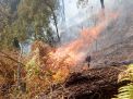 Lereng Gunung Ringgit Pasuruan Terbakar