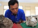 Fosil Kerang dan Terumbu Karang Ditemukan di Trinil Ngawi