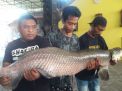 Cuaca Panas Capai 42 Derajat, Satu Ekor Ikan Arapaima di Jombang Mati
