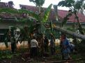 Pohon Tumbang Timpa Sekolah di Blitar, Warga dan Petugas Gotong Royong