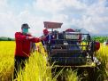 Corona, Pemkab Serap Gabah Petani Mojokerto untuk Ketahanan Pangan