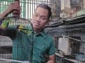 Hobi Piara Lovebird, PNS Ponorogo ini Raup Puluhan Juta Rupiah