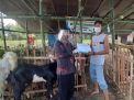 Terapkan Protokol Kesehatan, Banyuwangi Keluarkan Panduan Hewan Kurban