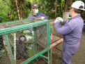 1 Jantan dan 6 Betina Lutung Jawa Dilepasliarkan di Hutan Coban Talun