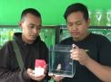 Pria ini Tukarkan Emas Batangan 1 Gram dengan 4 Ikan Cupang Super Gold