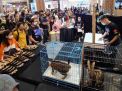 Ratusan Peserta Ikuti Kontes Gresik Cat And Reptile Supershow