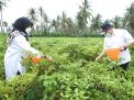 Petani di Banyuwangi Gembira Ada Program Bagi Pupuk Organik Gratis