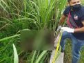 Mayat Perempuan Tanpa Identitas Ditemukan Membusuk di Ladang Tebu