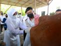 Program SMS Pisan, Jurus Baru Banyuwangi Tingkatkan Produktivitas Sapi