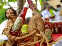 Petani Banyuwangi Sukses Budidaya Ginseng Merah, Wabup Sugirah Panen Perdana