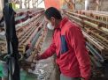 100 Peternak Ayam di Ponorogo Gulung Tikar, Pemerintah Diharap Berikan Solusi